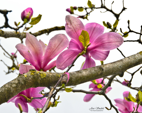 Paarse Magnolia