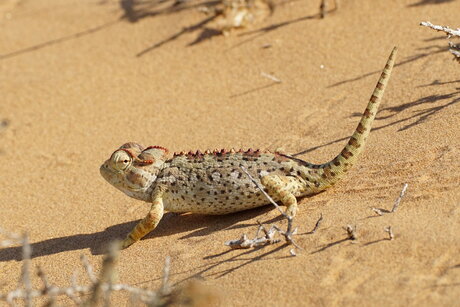 Woestijnkameleon