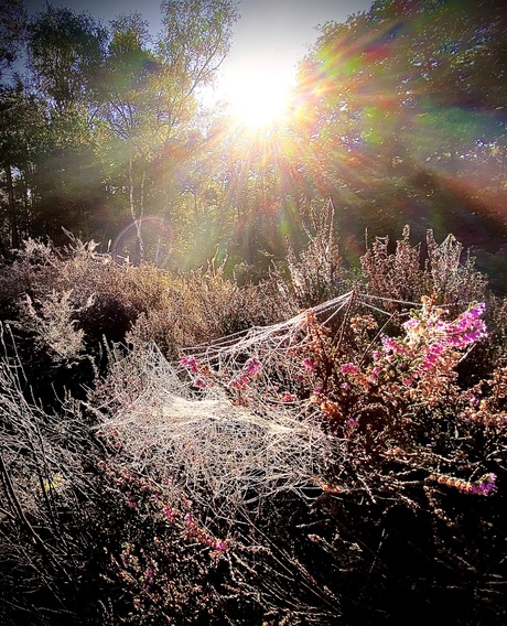Hei in de ochtendzon met spinnenweb 