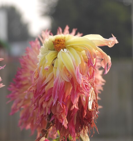 Dahlia's uit eigen tuin 
