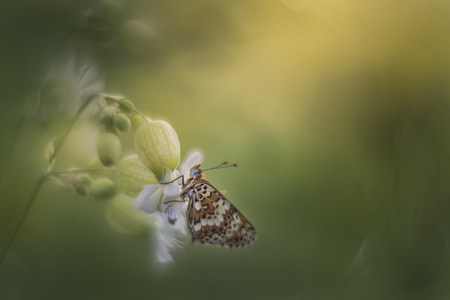 veldparelmoer - foto genomen met helios lens - foto door FrancoisP op 28-02-2023 - deze foto bevat: canon, canon eos 5d mark iii, iso 640, sluitertijd 1/250s, plant, vlinder, bestuiver, geleedpotige, insect, motten en vlinders, vleugel, spin, plaag, takje