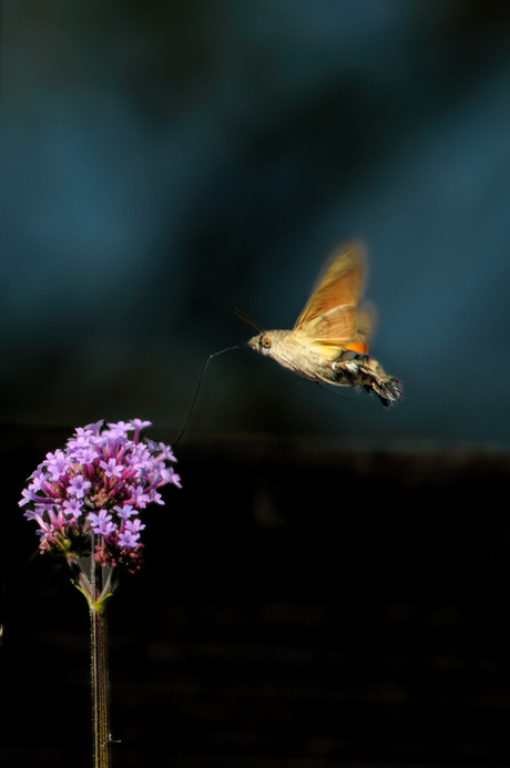 Kolibri vlinder