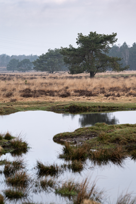 Landschap