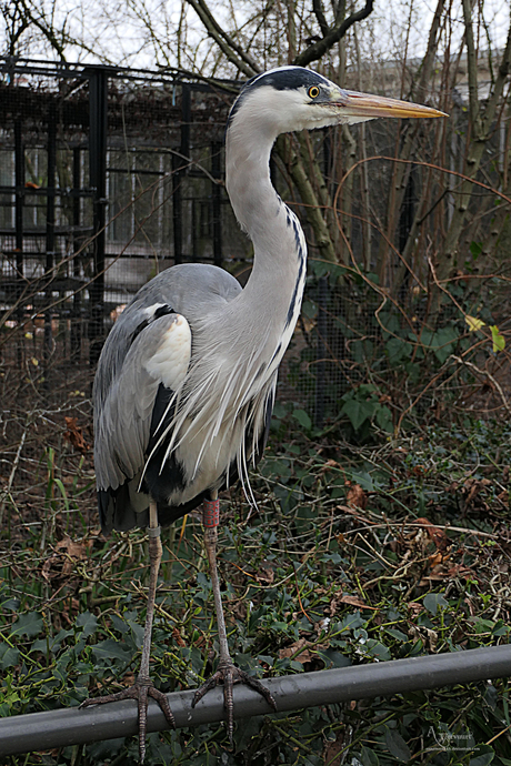 Reiger 