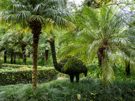 Groene Vogel