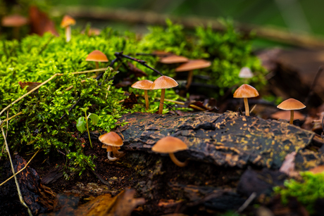 Groep Mycena