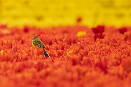 Rood en geel - deel II