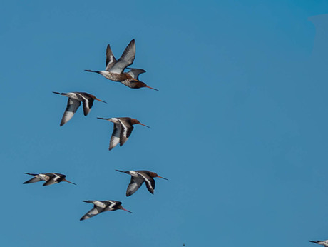 De eerste Gruttos bij Nijkerk 