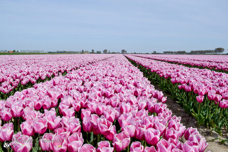 Roze landschap vol tulpen