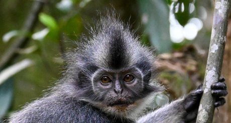 Bukit Lawang