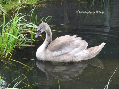 1 van de 9 zwaantjes nu!