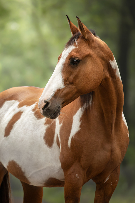 Paint merrie