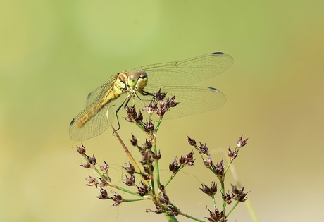 Steenrode heidelibel