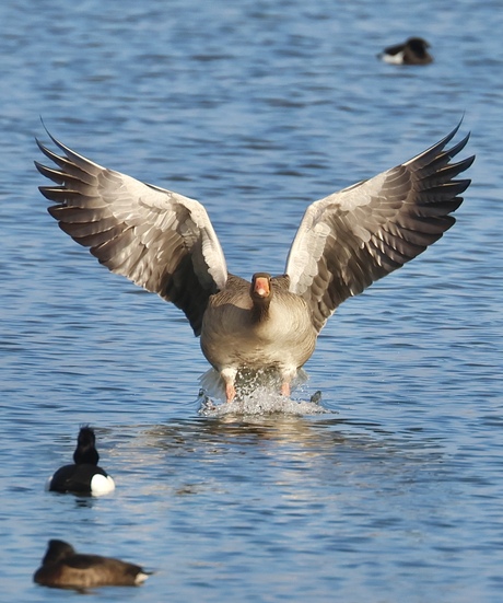 Incoming!! Grauwe Gans