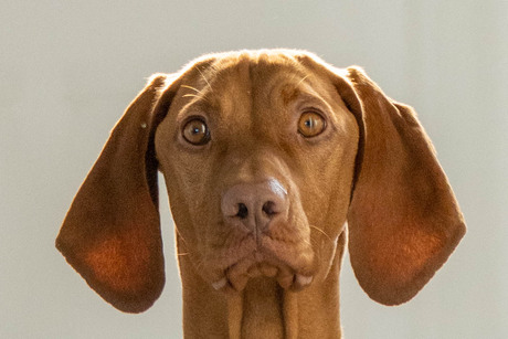 Sammy de vizsla