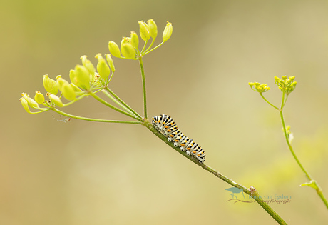 Rups van de koninginnenpage