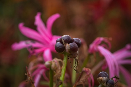 Nerine