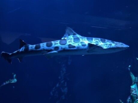 Leopard haai