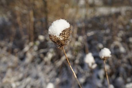 natuur wandeling