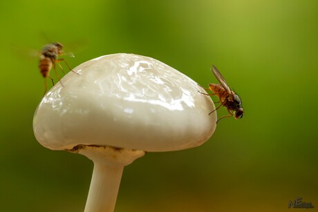 Vliegjes op de Porseleinzwam