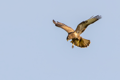 buizerd