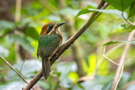 Kleine motmot