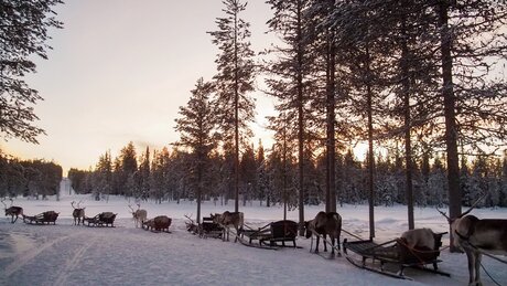 Rendiertocht Lapland