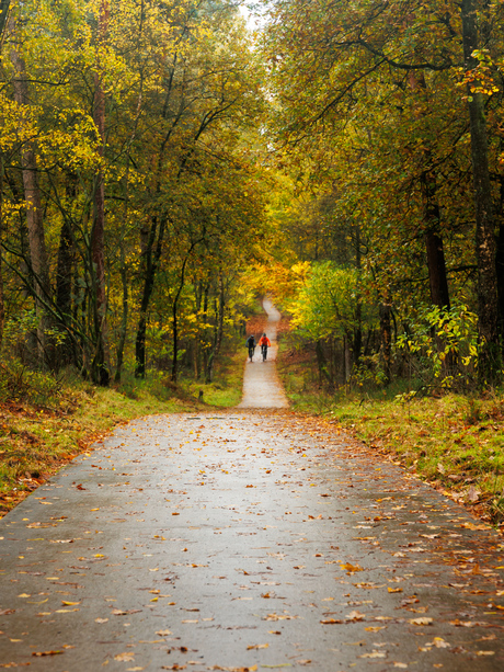 Fietsers in het bos
