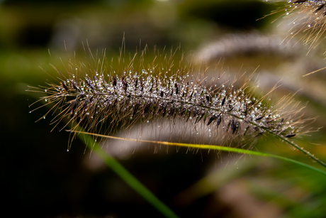 lampenpoetser met dauwdruppels