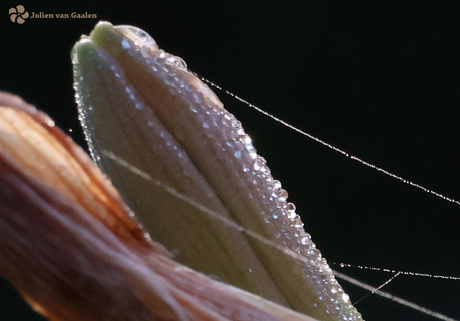 Lelie in de knop met dauwdruppels.