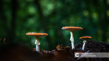 Three little fungi in the dark forrest