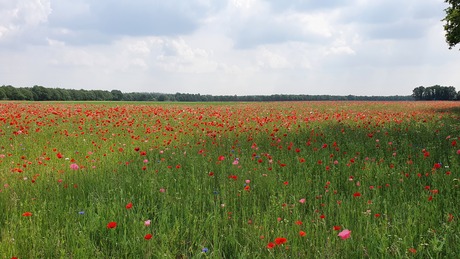 Wilde bloemen