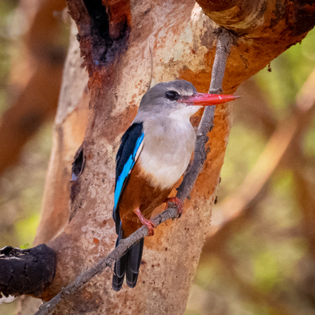 African King Fisher