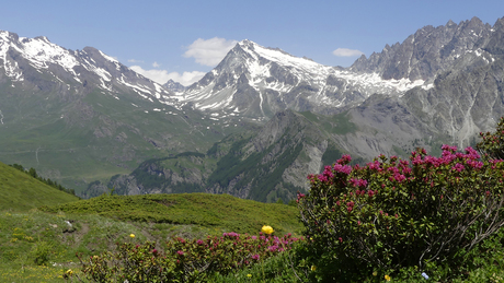 Alpenrozen met  bergzicht