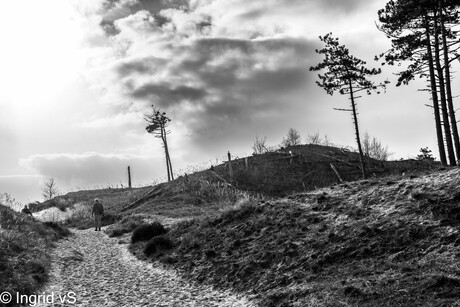 Schoorlse Duinen