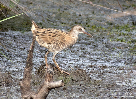 Waterral (Rallus aquaticus)