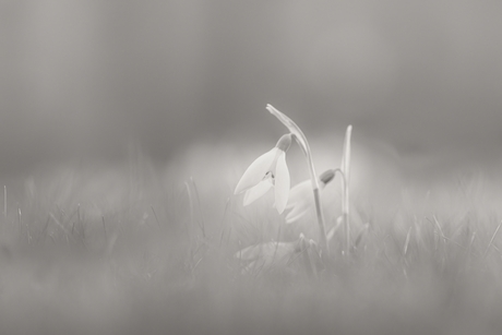 De lente komt eraan (2)