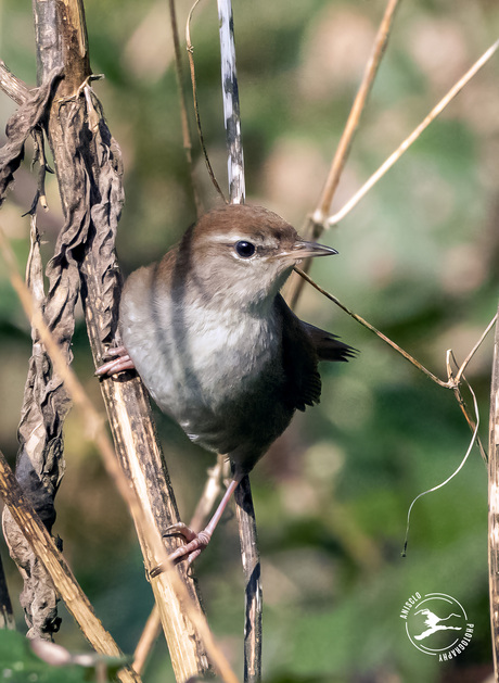 Cetti's zanger in beeld. Eindelijk!!