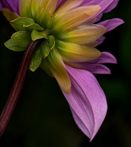 Dahlia in de spotlight
