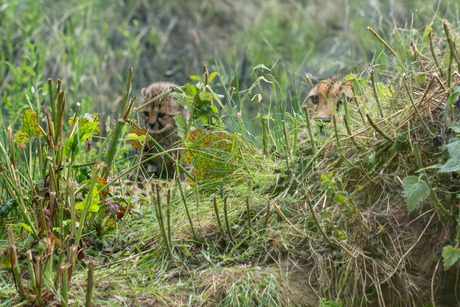 cheetah met welpje