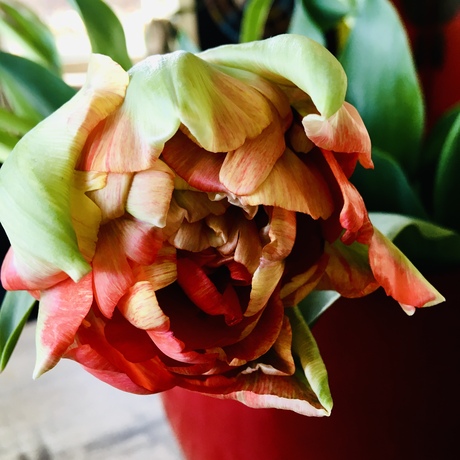 TULP