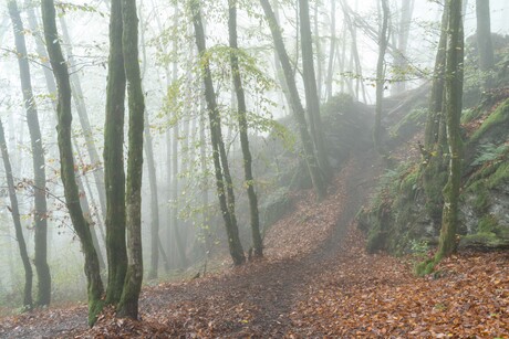 Belgie herfst en dichte mist