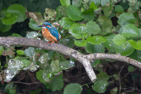 IJsvogeltje