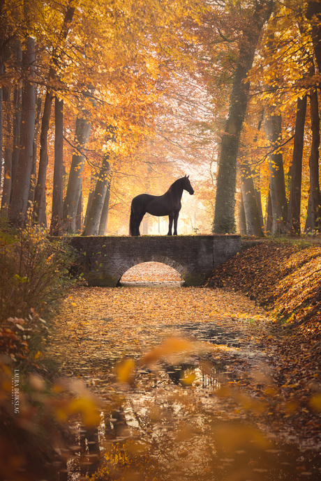 Fries paard in de herfst