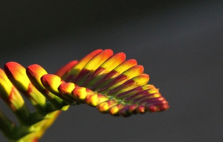 Crocosmia