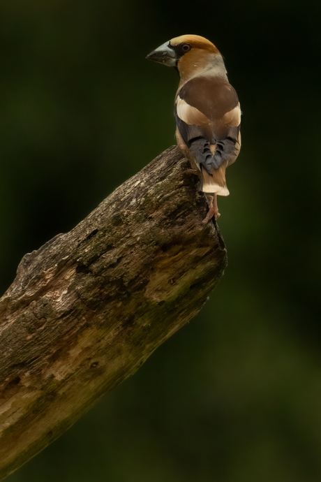 Appelvink