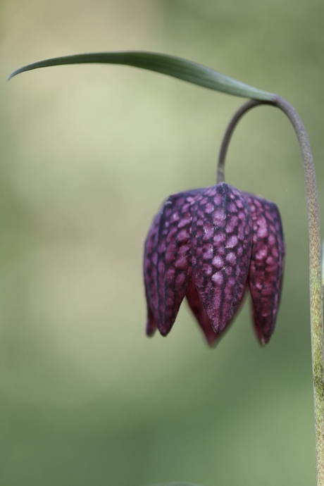 Kievitsbloem
