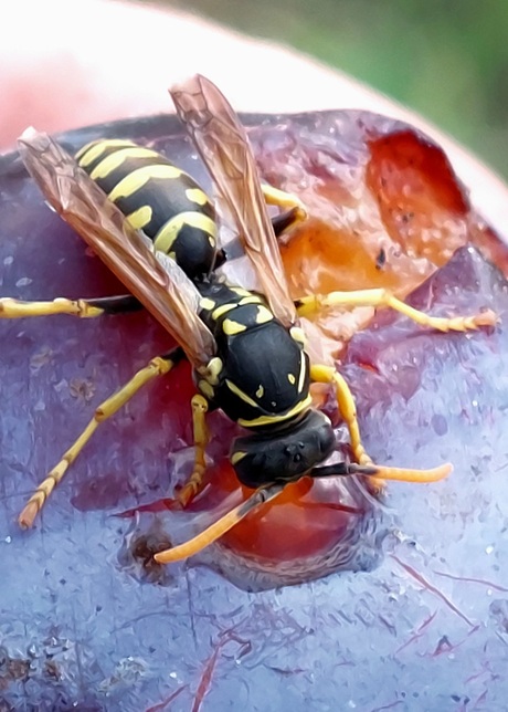 Franse veldwesp op een pruim