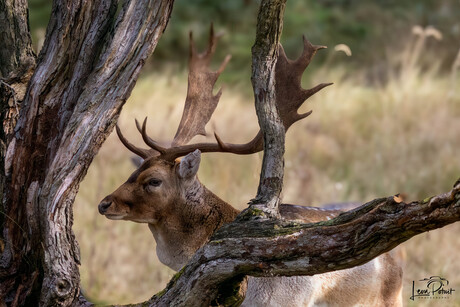 Bronstijd Amsterdamse Waterleidingduinen