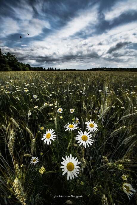 The Fields